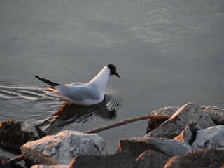 Möwe auf der Nordsee