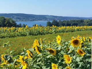 Natur mit Seeblick direkt vor der Haustür