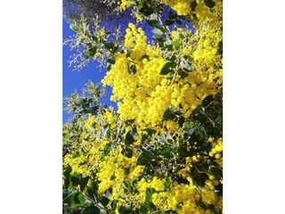 Vakantiehuis Cavalaire-sur-Mer Buitenaudio-opname 1