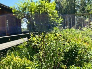 Blaubeeren im Garten