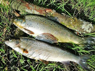 Vakantiehuis Sarbinowo  24