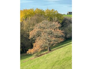 Pferdekoppel neben dem Haus