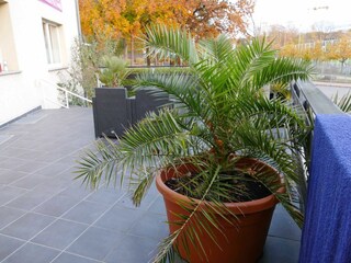 Gemeinschaftsterrasse