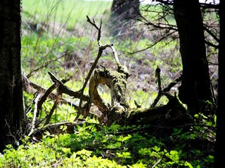 Casa per le vacanze Hasselfelde Ambiente 12