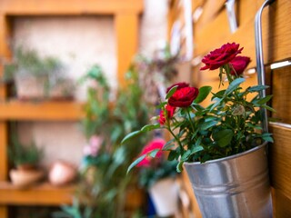 Villa Peruški Outdoor Recording 8