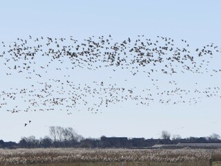 Ferienwohnung Oldsum auf Föhr Umgebung 30