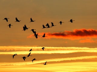 Herbstzeit ist Kranichzeit