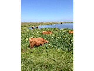 Casa per le vacanze De Koog Ambiente 25