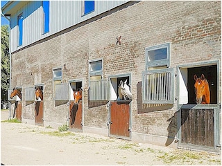 Hofeigene Pferdeställe. Gastboxen auf Anfrage.