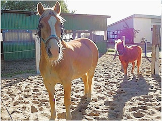 Fewo Buddha auf dem Seminarhof an der Ostsee