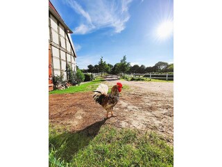 Fewo Buddha auf dem Seminarhof an der Ostsee