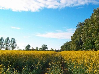 Vakantiehuis Sarbinowo Omgeving 23