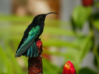Colibri - Pexels.com