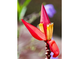 Bananenblüte - Pexels.com