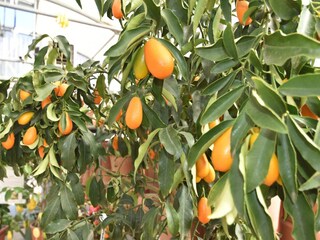 Holiday house Trarego Viggiona Environment 21