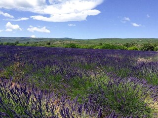 Maison de vacances Bedoin Environnement 29