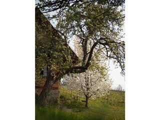 Casa per le vacanze Straden Registrazione all'aperto 4