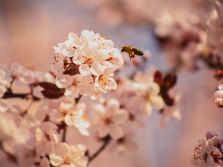 Holiday house Straden Environment 24