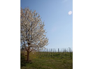 Holiday house Straden Environment 23