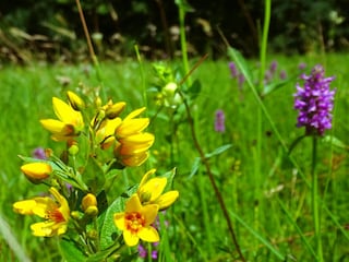 Gilbweiderich u. Knabenkraut in der angrenzenden Streuw