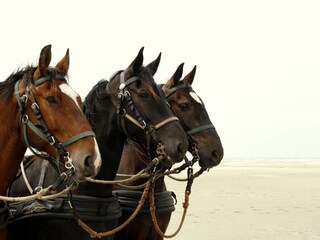 Bungalow Oosterend Umgebung 17