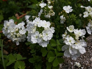 Appartement Koločep Enregistrement extérieur 10