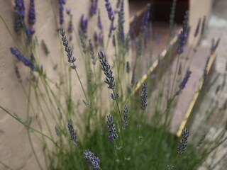 Appartement Koločep Buitenaudio-opname 4