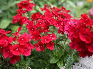 Apartment Koločep Outdoor Recording 5