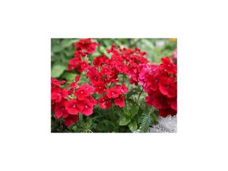 Apartment Koločep Außenaufnahme 3