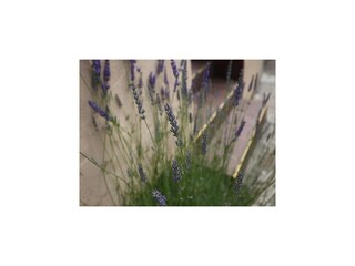 Apartment Koločep Außenaufnahme 6