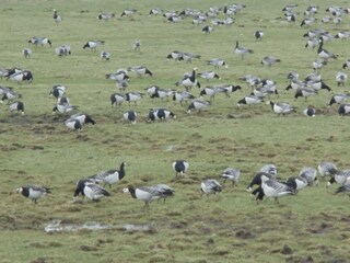 Casa per le vacanze Ostseebad Schönhagen Ambiente 24