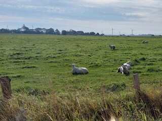 Weide Ausblick aus dem Haus