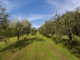 Olivenbäume im parkähnlichen Garten