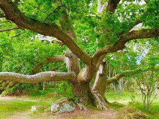 Ferienhaus Nättraby  9