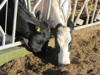 Ferienwohnung Nieblum Umgebung 19