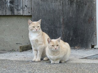 Ferienwohnung Nieblum Umgebung 23