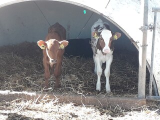 Ferienwohnung Nieblum Außenaufnahme 8