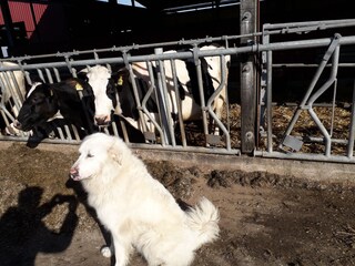 Ferienwohnung Nieblum Umgebung 20
