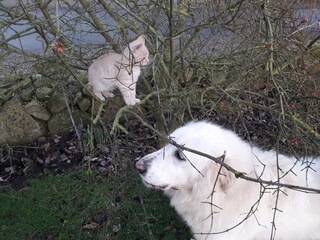Ferienwohnung Nieblum Umgebung 22