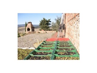 Olivenernte vom eigenen Olivenhain