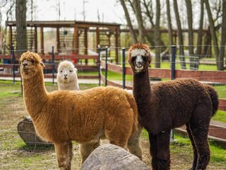 Vakantiehuis Niechorze  29