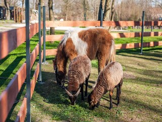 Casa per le vacanze Niechorze  30