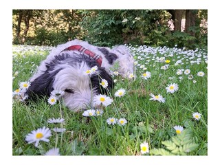 Ferienhaus Slootdorp Umgebung 29