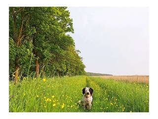 Ferienhaus Slootdorp Außenaufnahme 11