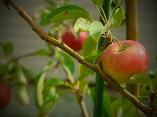 Äpfel im eigenen Garten