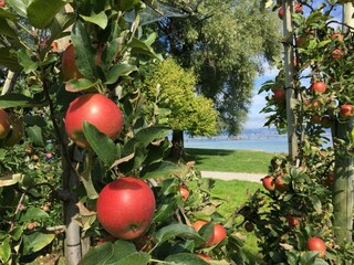 Apfelplantage in Altnau am See