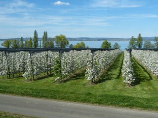Apfelblüte in Altnau