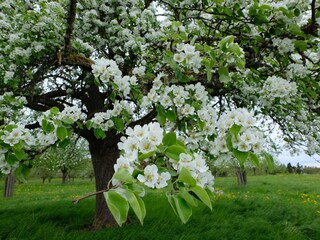 Apple blossom in Altnau