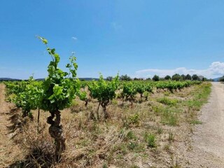Holiday house Félines-Minervois Environment 35