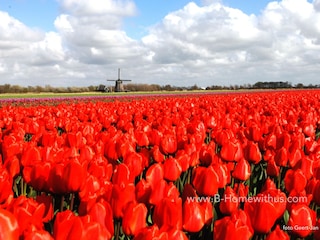 Tulpenfelder Groet und Umgebung